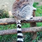 Lemur in Pilsen Zoo