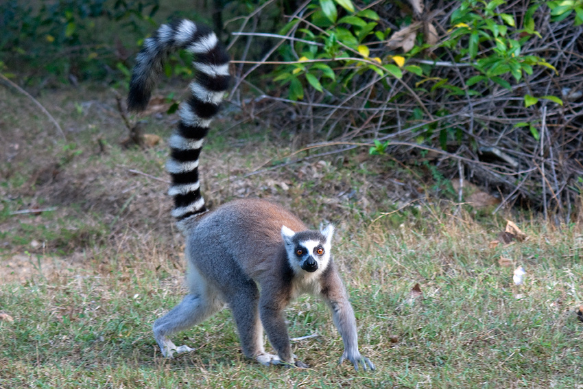 Lemur Katta