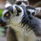 lemur katta