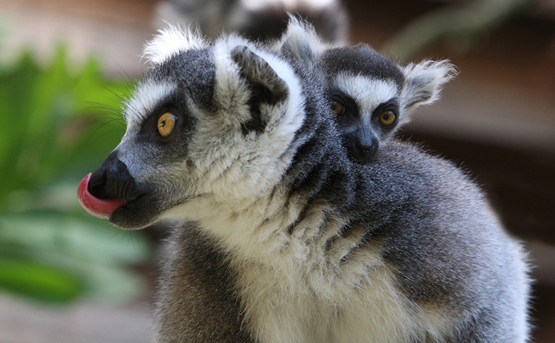 lemur katta