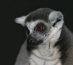 Lemur Katta