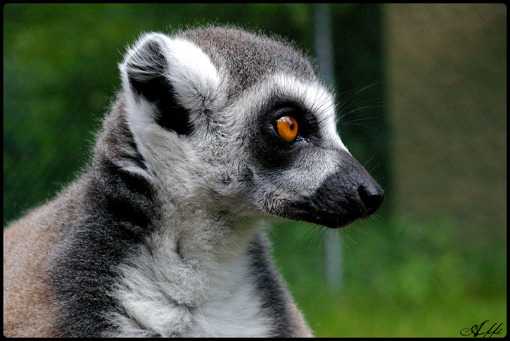 Lemur Katta