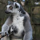 lemur katta