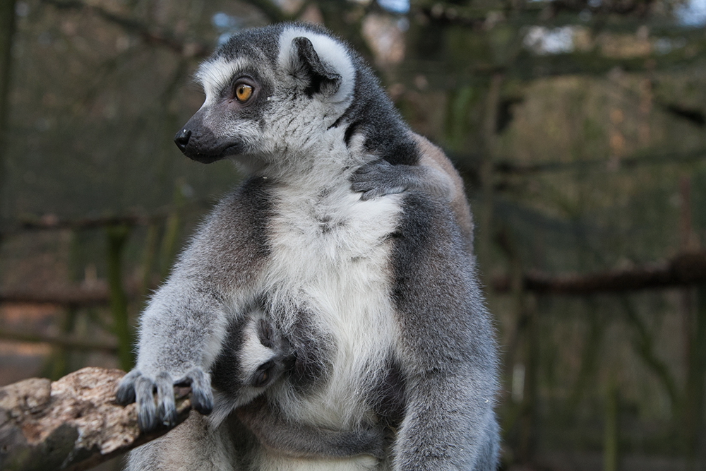 lemur katta