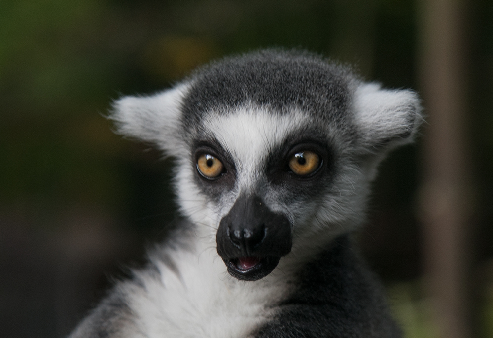 lemur katta