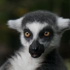 lemur katta