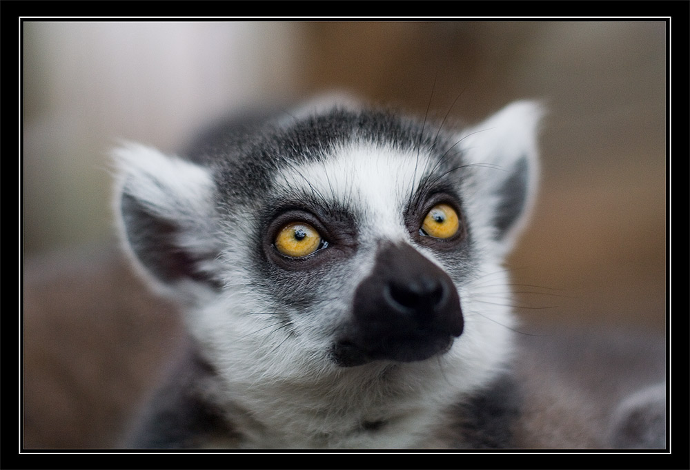 Lemur katta