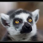 Lemur katta