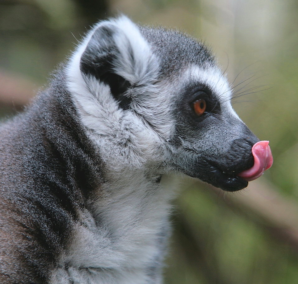 Lemur Katta