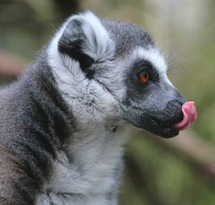 Lemur Katta