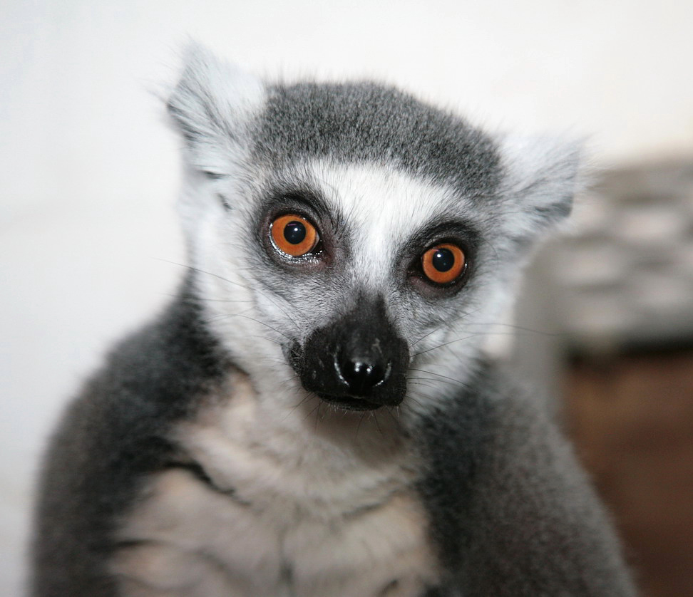 Lemur Katta