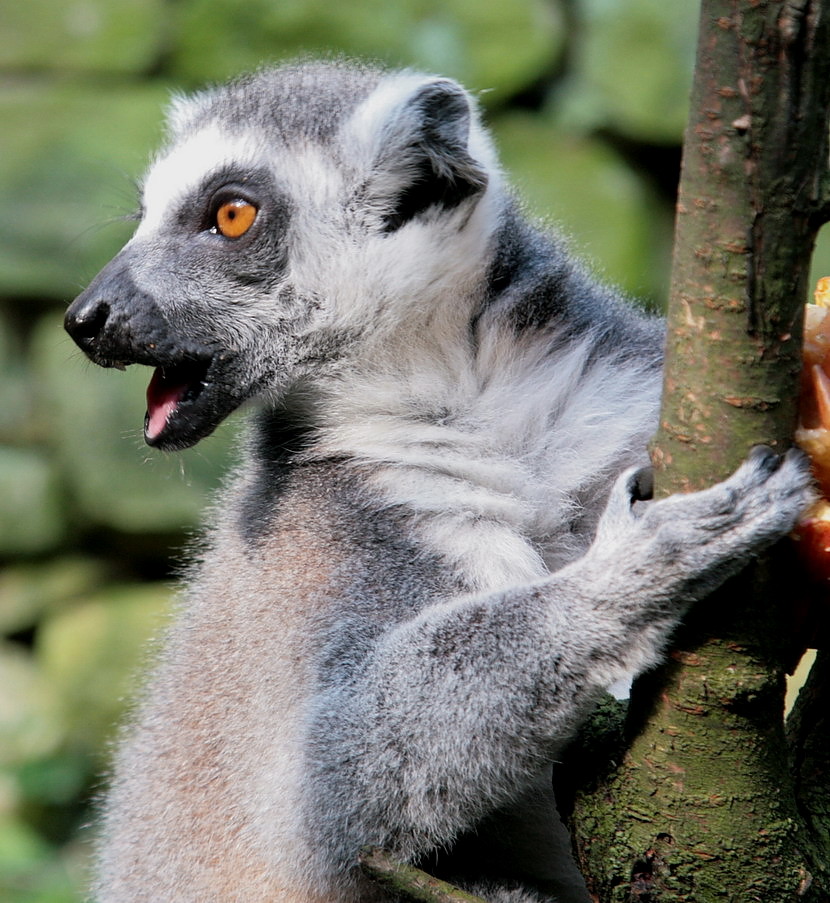 Lemur Katta open mouth