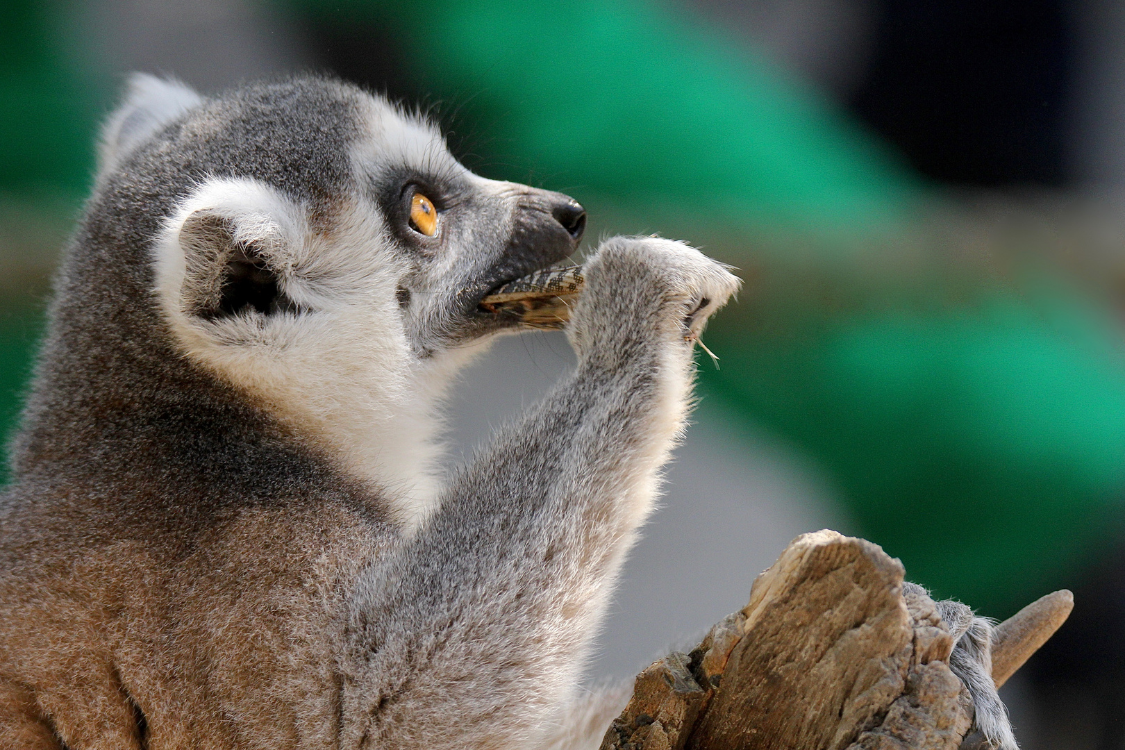 LEMUR / KATTA - schmeckt, hast du noch mehr Insekten?