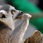 LEMUR / KATTA - schmeckt, hast du noch mehr Insekten?