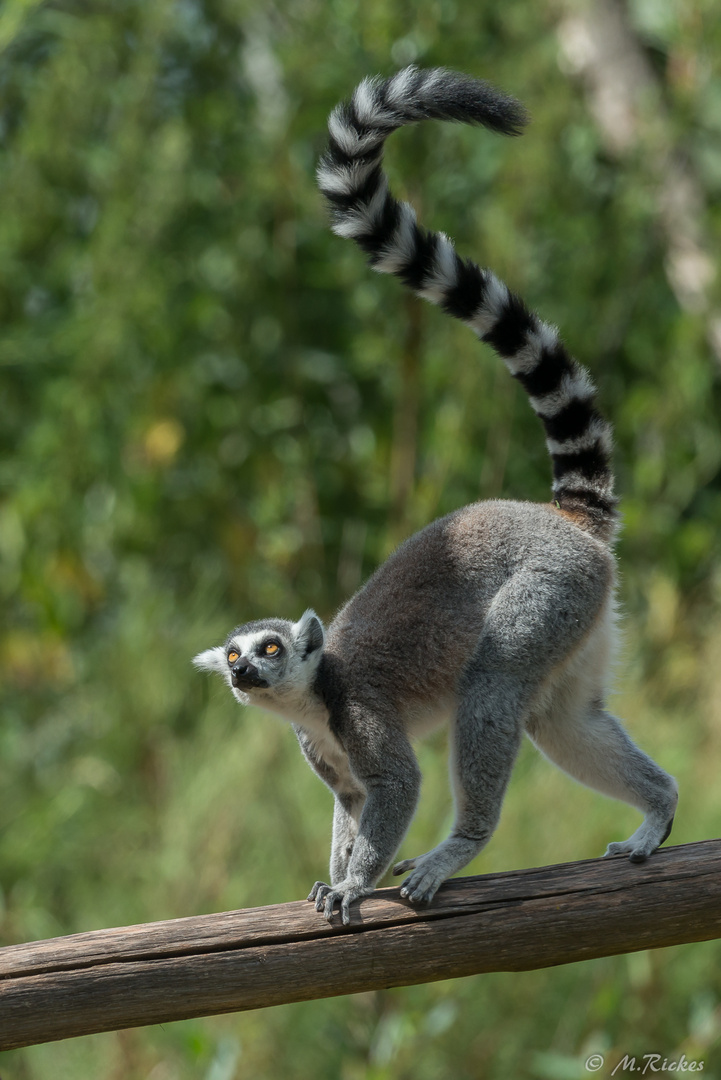 Lemur (Lemuriformes)