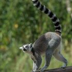 Lemur (Lemuriformes)