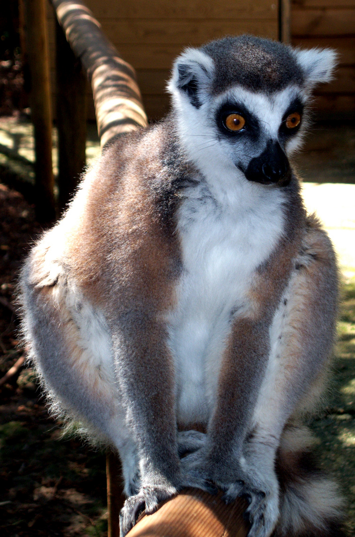 Lemur Macho