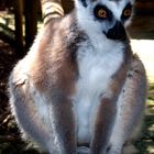 Lemur Macho