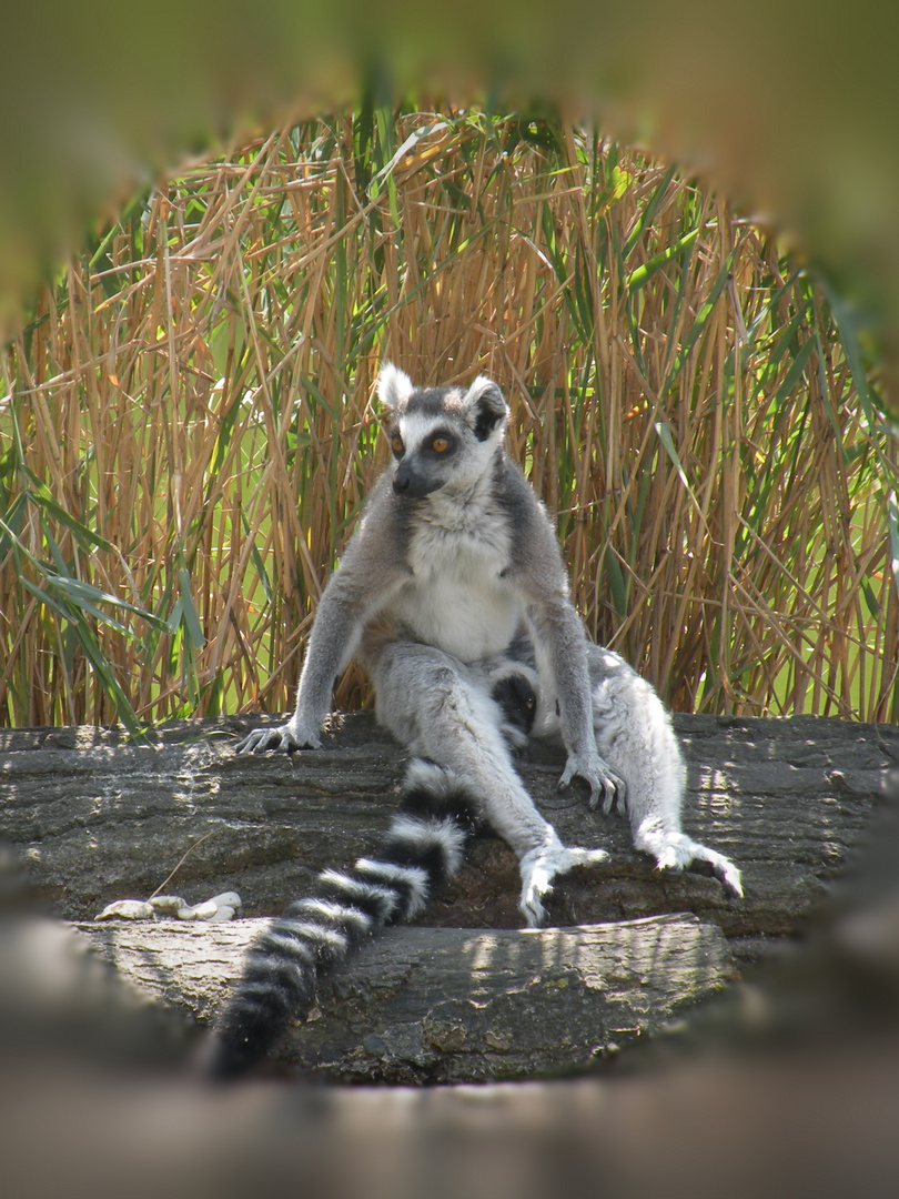  Lemur macht Pause DSCN0568 20 hoch 20