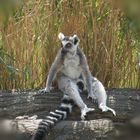  Lemur macht Pause DSCN0568 20 hoch 20