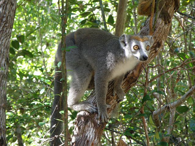 lemur madagaskar