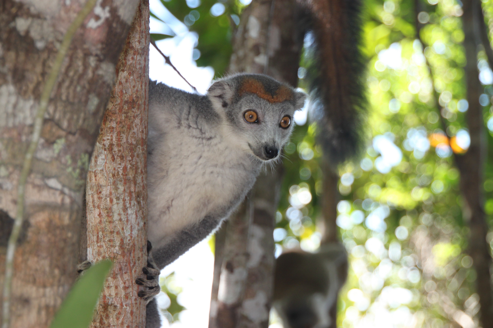 Lemur Madagaskar