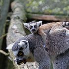 lemur nachwuchs---