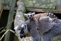lemur nachwuchs---