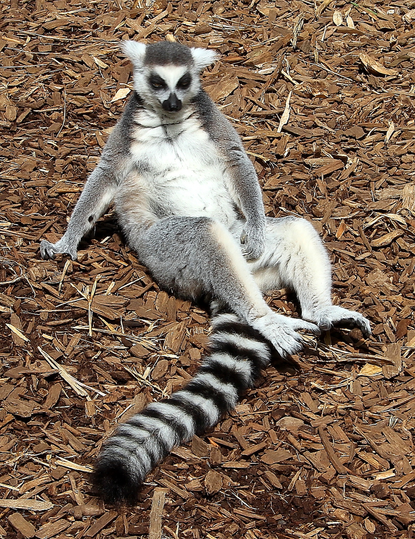 Lemur oder Mensch?