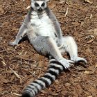 Lemur oder Mensch?