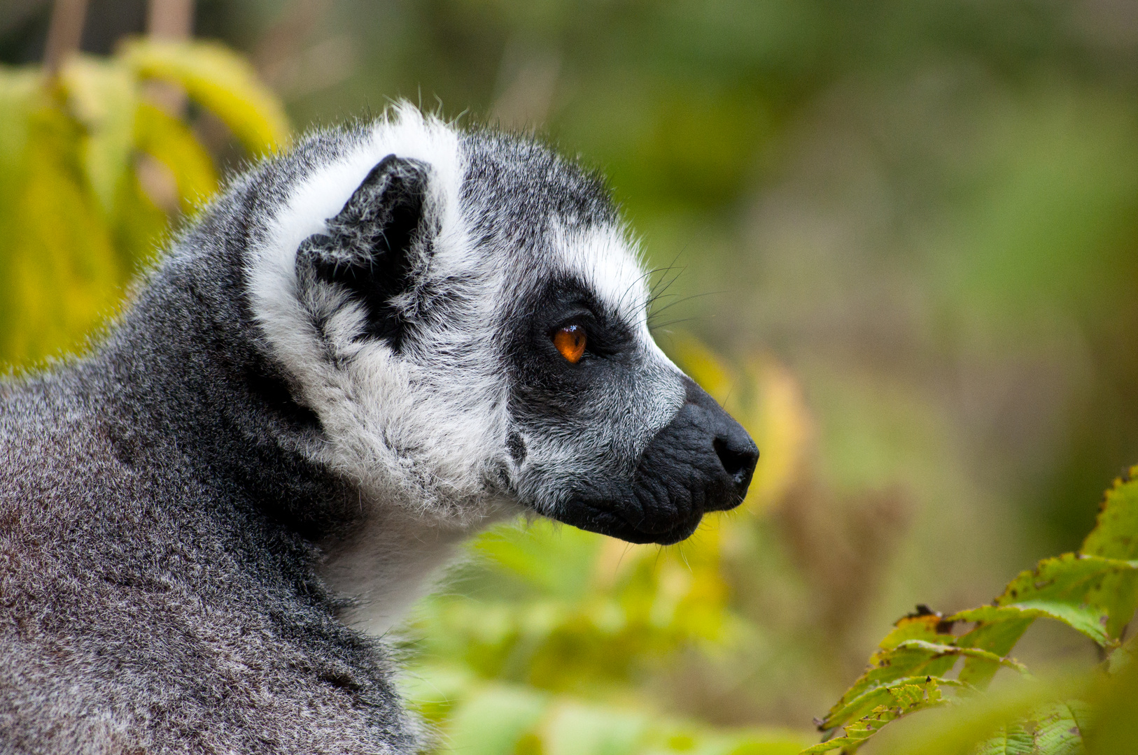 Lemur - Pairi Dazai Park 