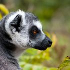 Lemur - Pairi Dazai Park 