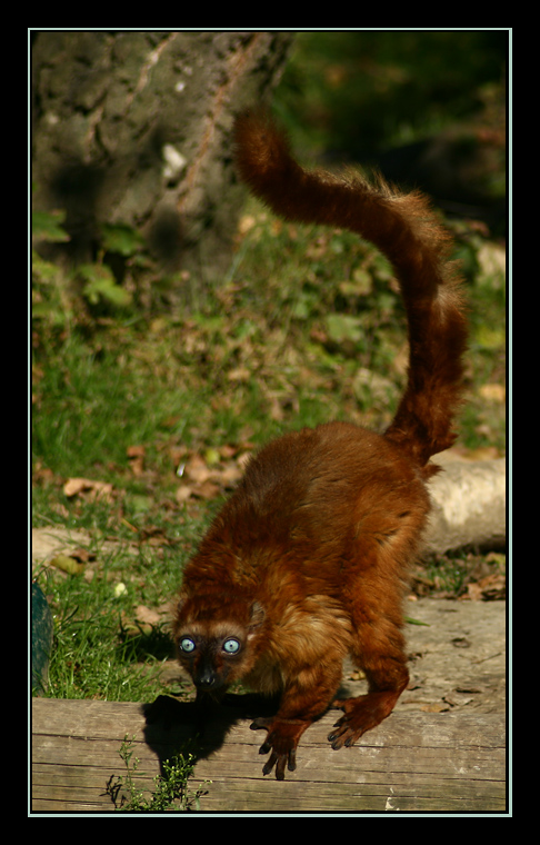 Lemur sclateruv