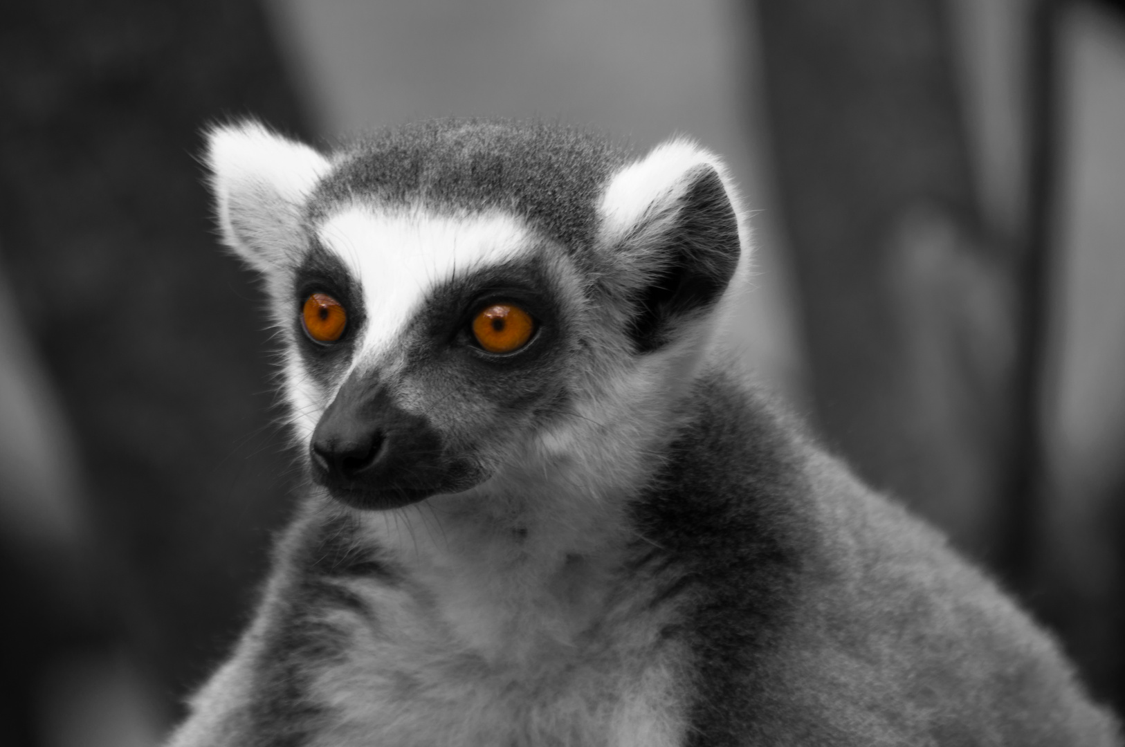 Lemur S/W