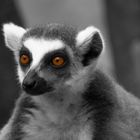 Lemur S/W