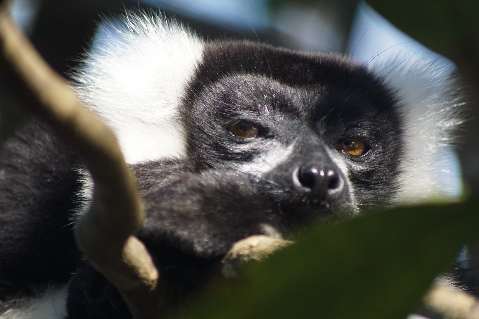 Lemur Vari