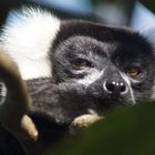 Lemur Vari