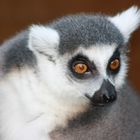 Lemure 1111