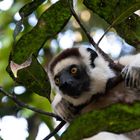 Lemure curioso