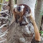 lemure femmina