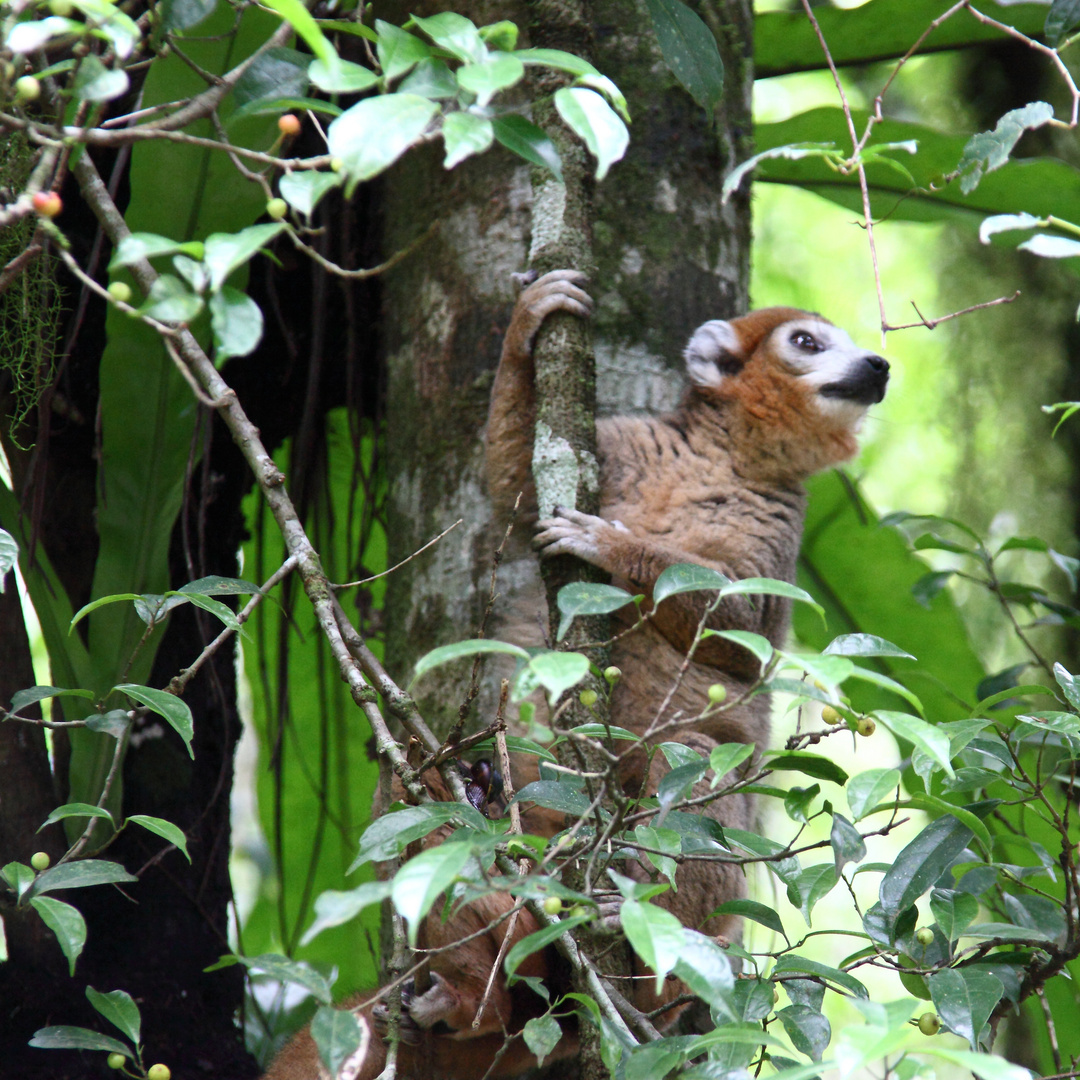 Lemure im Parc national de Ambre