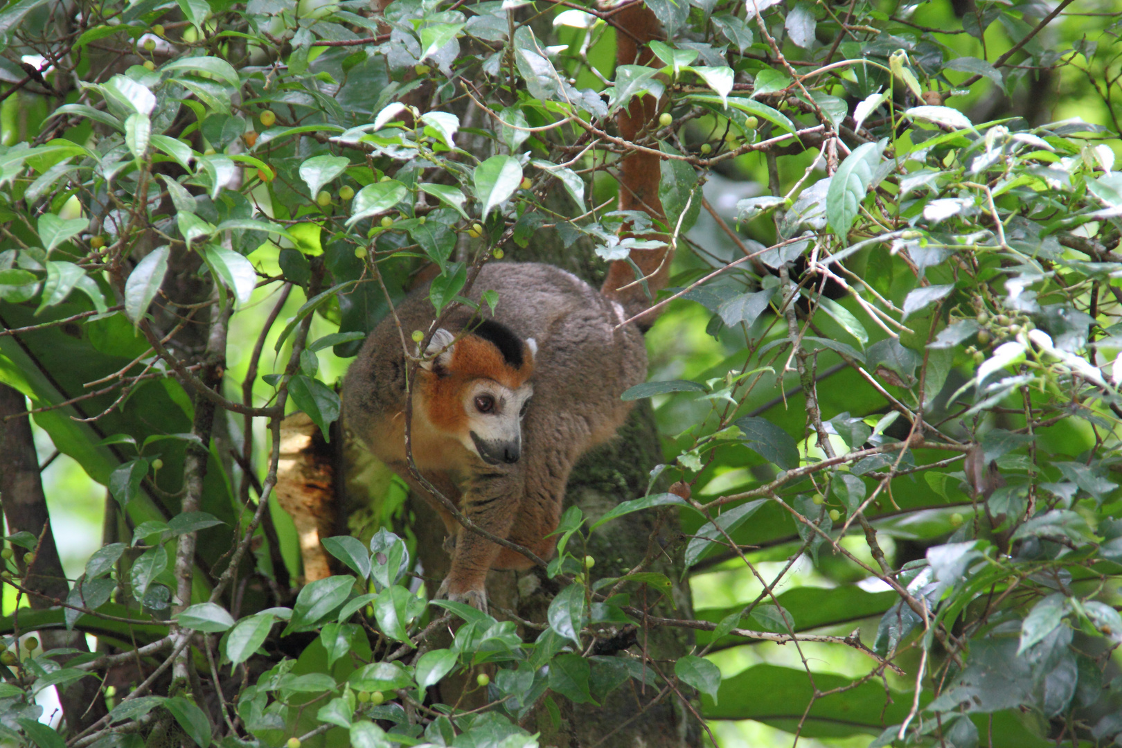 Lemure in Madagaskar