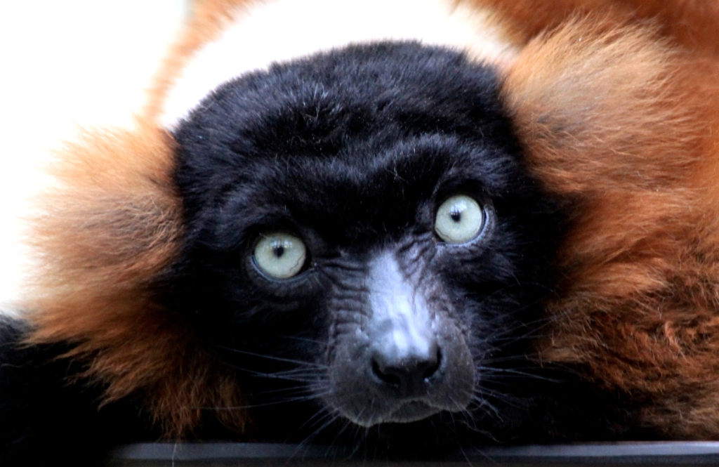 Lemure, Roter Vari,  Zoo Köln