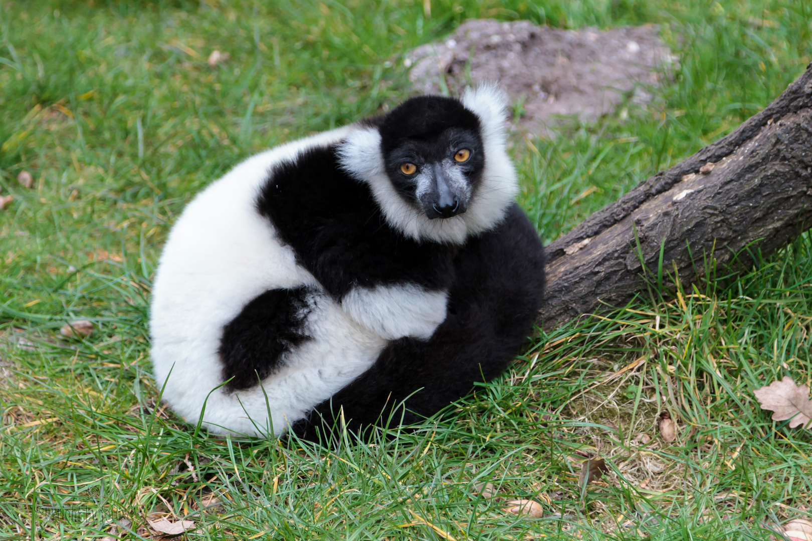 Lemure - Serengetipark Hodenhagen