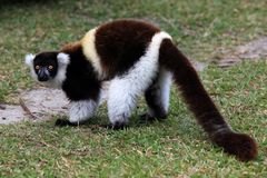 lemure variegato