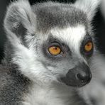 Lemuren