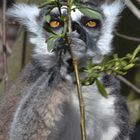 Lemuren Affe hat Hunger