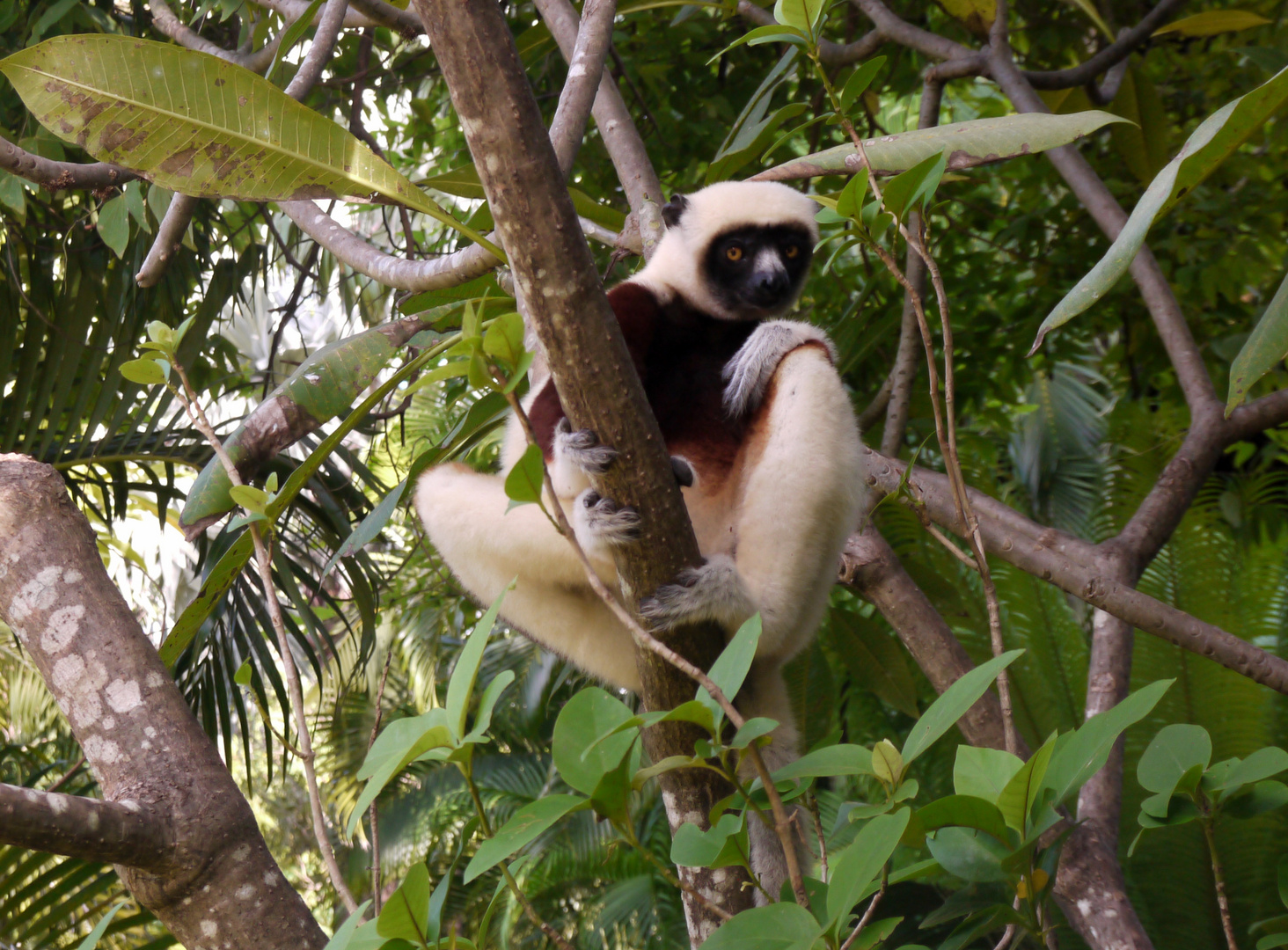 Lemuren auf Madagaskar