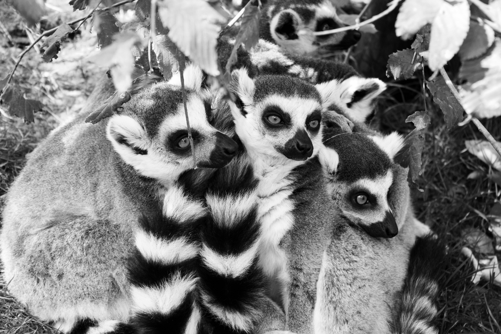 Lemuren - Burgers Zoo, Arnhem