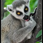 Lemuren - faszinierende Wesen !